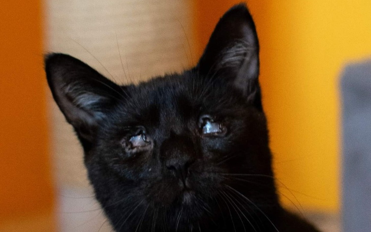 Zbiórka Napełnić kocie miseczki - zdjęcie główne