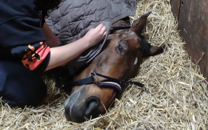 Zbiórka Powrót do zdrowia Chusi - zdjęcie główne