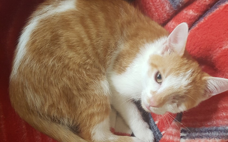 Zbiórka Pomóż nam utrzymać Kociarnię - zdjęcie główne