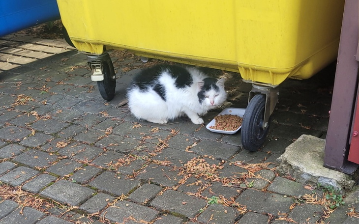 Kot odpoczywający pod żółtym pojemnikiem, jedzący karmę.