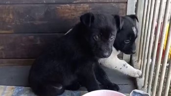 Zbiórka Świąteczna zbiórka - miniaturka zdjęcia