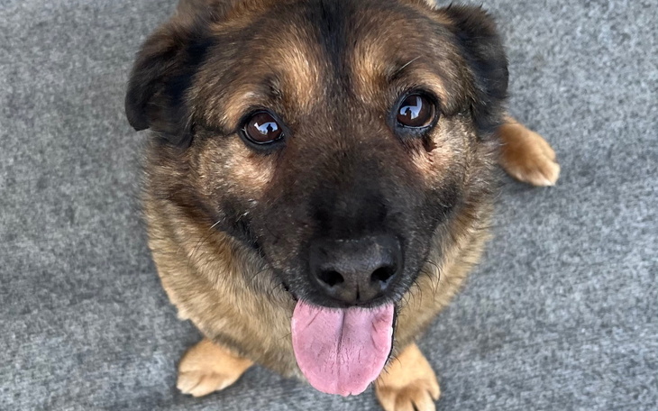 Pies z szerokim uśmiechem, siedzący na szarym dywanie.