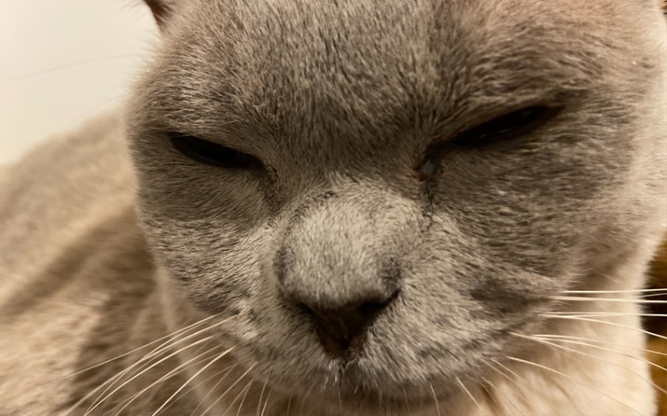 Zbiórka Zbiórka dla małego kotka - zdjęcie główne