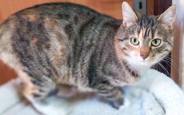 Zbiórka sterylizacja kotki Krysi - zdjęcie główne