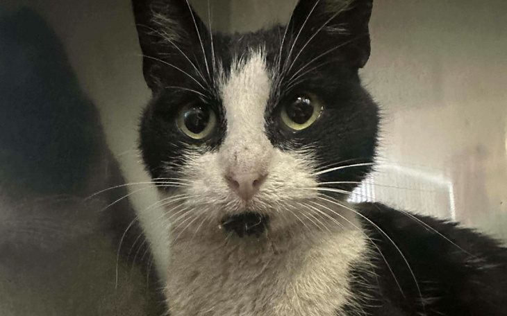 Czarny kot z białymi plamami, patrzy w obiektyw.