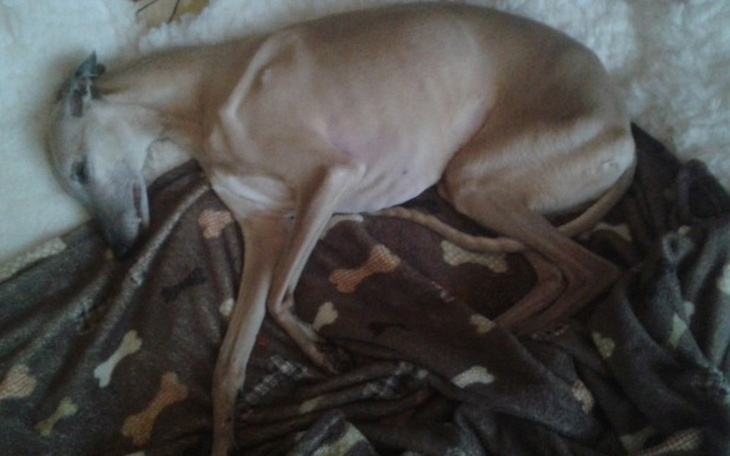 Zbiórka Leczenie chorego whippeta. - zdjęcie główne