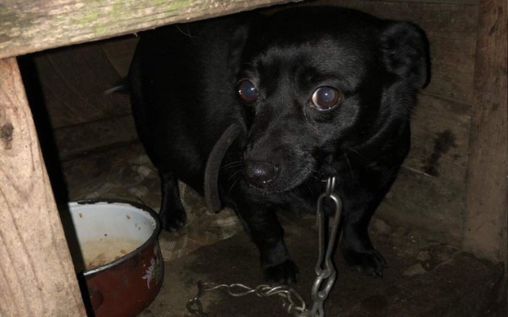 Zbiórka rachunek za życie Minki - zdjęcie główne