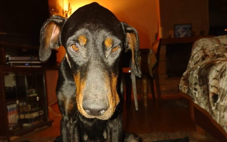 Czarny pies rasy doberman siedzi w domu, patrząc w obiektyw.