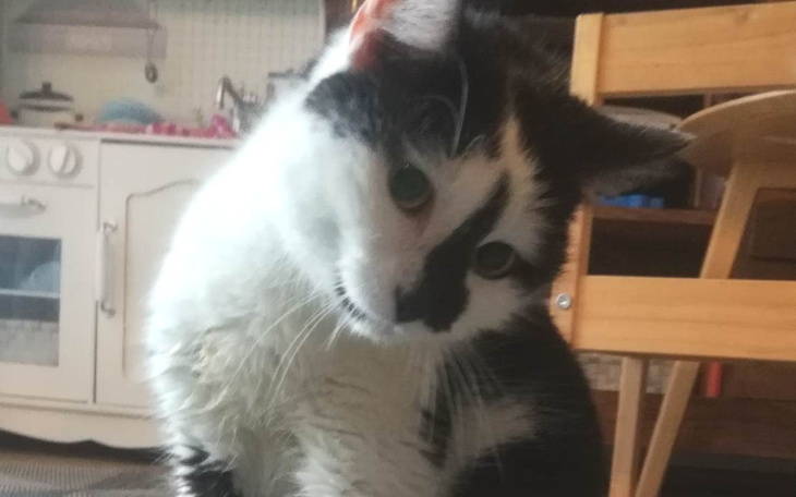 Zbiórka Kotunia uderzona w główkę - zdjęcie główne