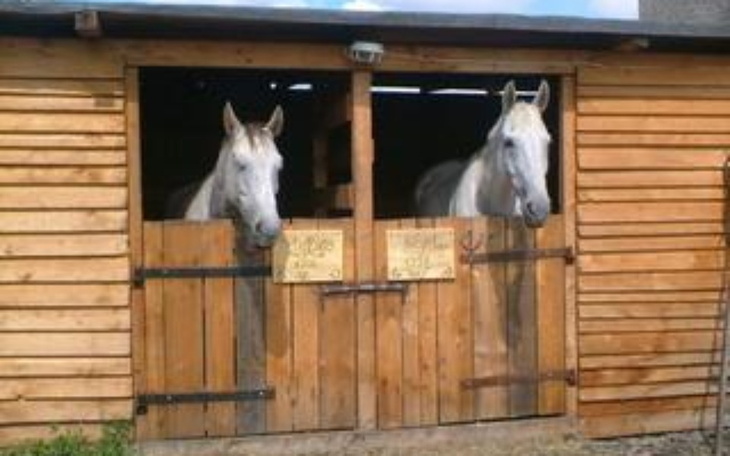 Zbiórka Na wymarzony boks dla koni - zdjęcie główne