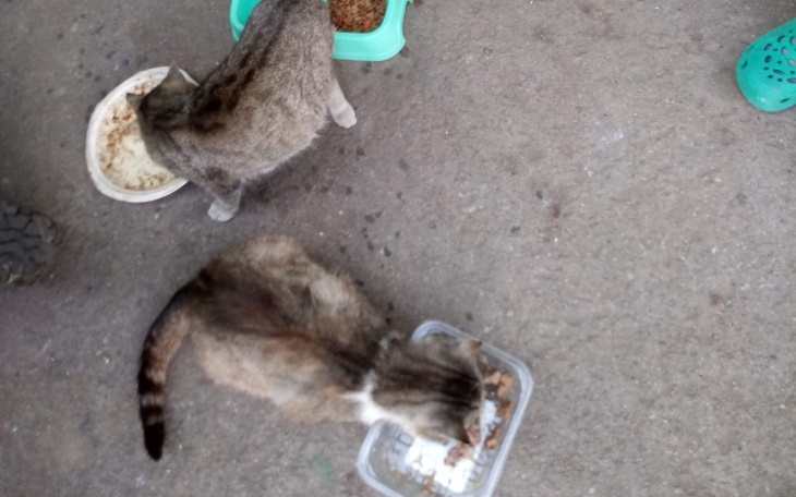 Zbiórka Zabiegi sterylizacji dla kotek - zdjęcie główne