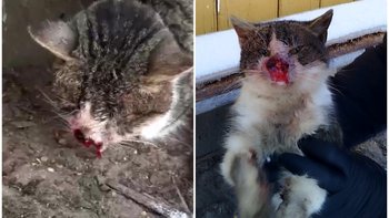 Zbiórka Strzelali do kota i przebili go - miniaturka zdjęcia