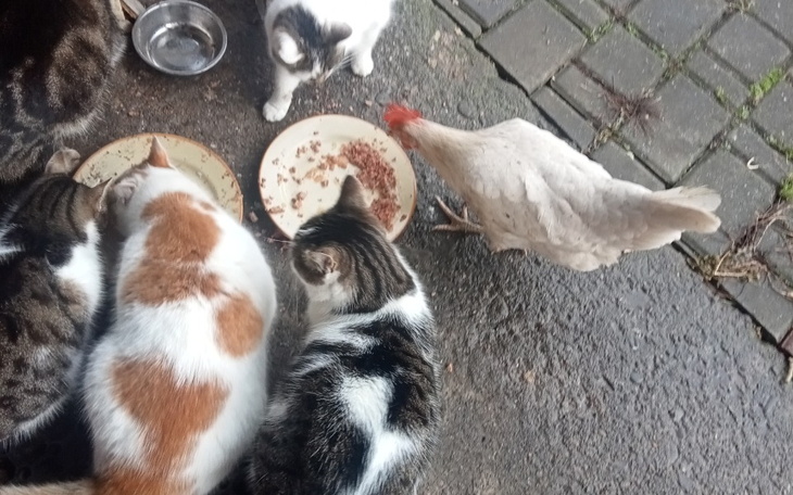 Zbiórka Obrona w sądzie dla kotów - zdjęcie główne