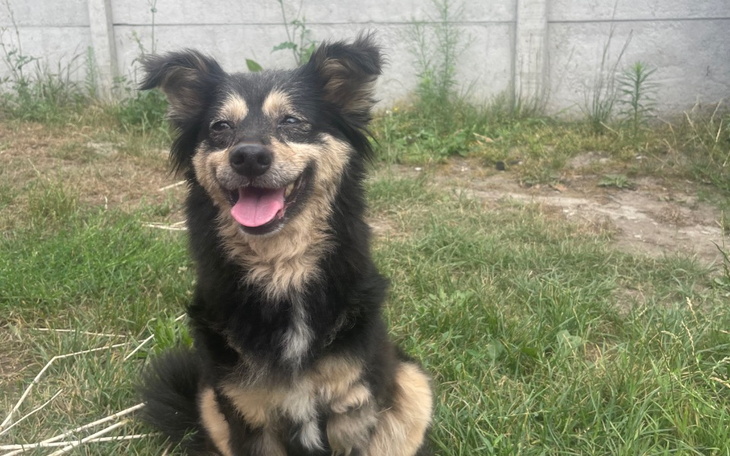 Zbiórka Wózek dla Soni bez łapki - zdjęcie główne