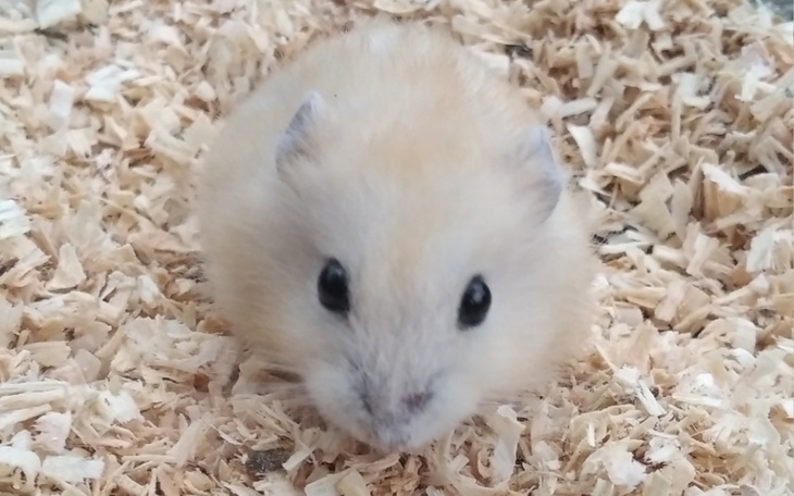 Zbiórka Klatka i kołowrotek - zdjęcie główne