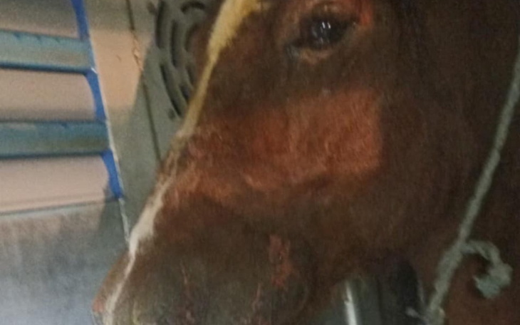 Głowa krowy w transporcie, z wyraźnym spojrzeniem.