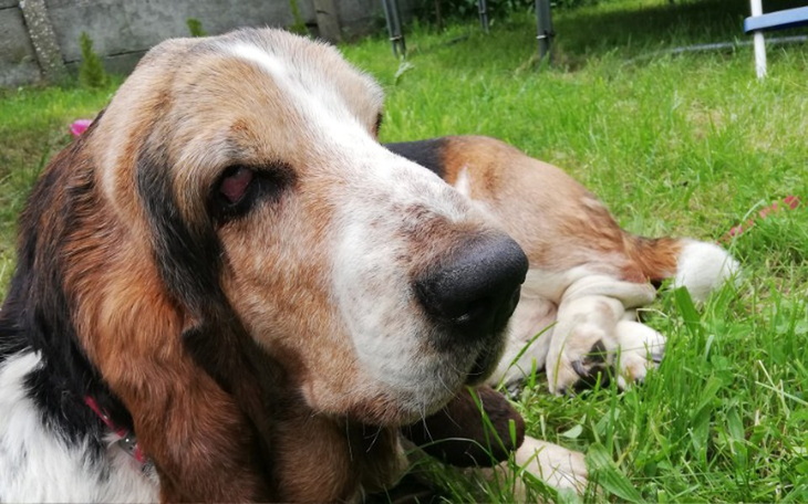 Zbiórka Rehabilitacja dla Bolusia - zdjęcie główne