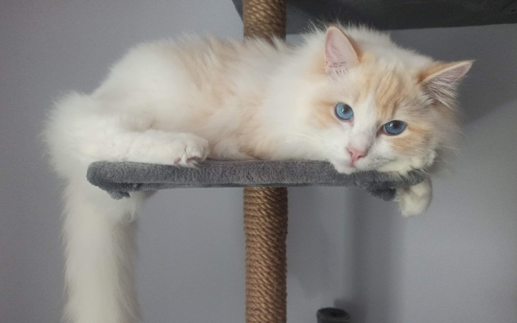 Zbiórka Pilna operacja baypassów kota - zdjęcie główne