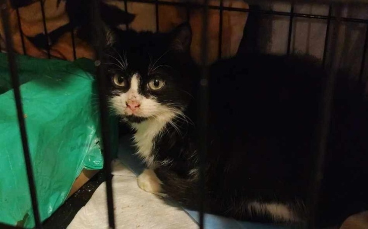 Czarny kot w klatce, patrzy na zewnątrz.