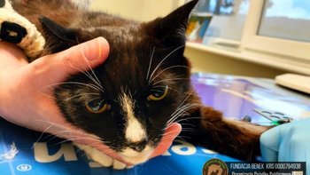 Zbiórka Bez leków mały Czaruś UMRZE! - miniaturka zdjęcia