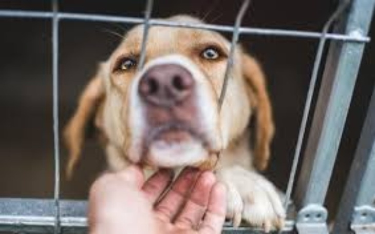 Zbiórka Zimowa paka dla Psiaka i Kociaka - zdjęcie główne