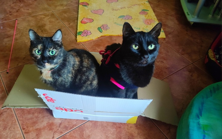 Zbiórka Proszę pomóżcie, Gomezowi - zdjęcie główne