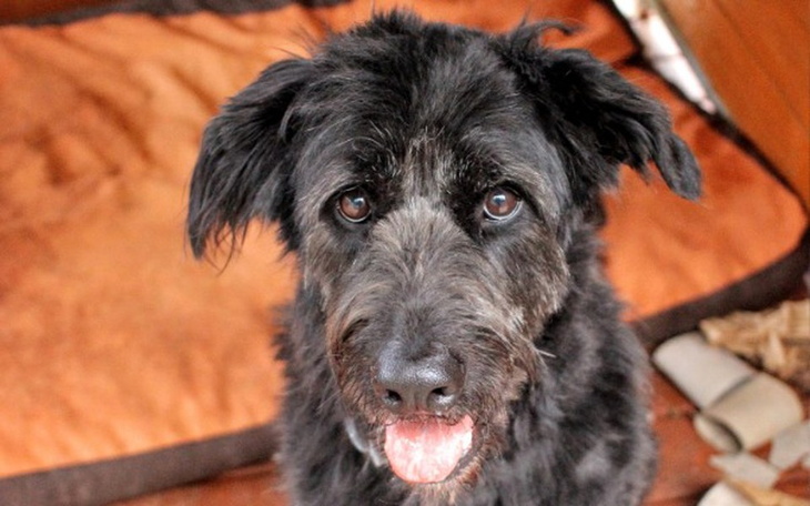 Zbiórka Carbo - szansa na nowe życie - zdjęcie główne