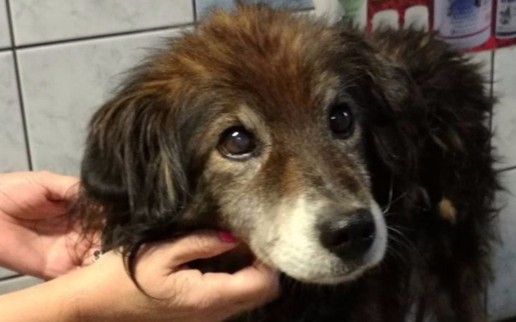 Zbiórka Cierpienie psiego staruszka - zdjęcie główne