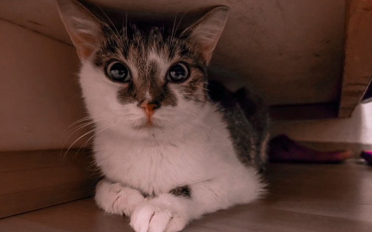 Zbiórka Ratujemy Appę - zdjęcie główne