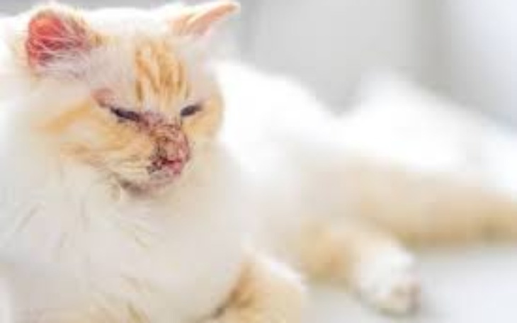 Zbiórka Na leczenie mojego kotka leki - zdjęcie główne