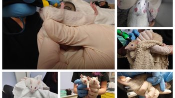 Zbiórka Szczurki i myszki z Łomży - miniaturka zdjęcia