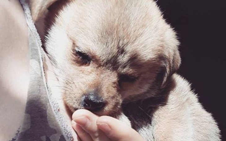 Mały szczeniak śpiący na rękach, z delikatnym wyrazem twarzy.