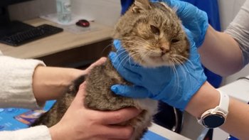 Zbiórka Kolejna walka o bezdomnego kotka - miniaturka zdjęcia