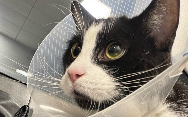 Zbiórka Dajmy Feliksowi szansę żyć - zdjęcie główne