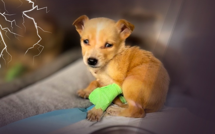 Mały szczeniak z opatrunkiem na łapie, wygląda na zmartwionego.