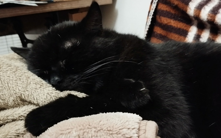 Czarny kot śpiący na miękkim kocu.