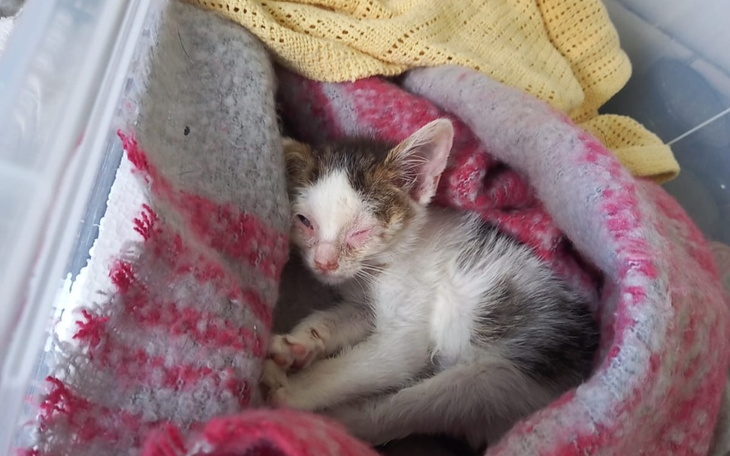 Zbiórka Zbiórka dla Lilki koteczki - zdjęcie główne