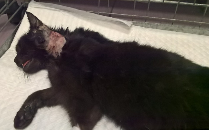 Zbiórka Kotka zbiera na leczenie ząbków - zdjęcie główne