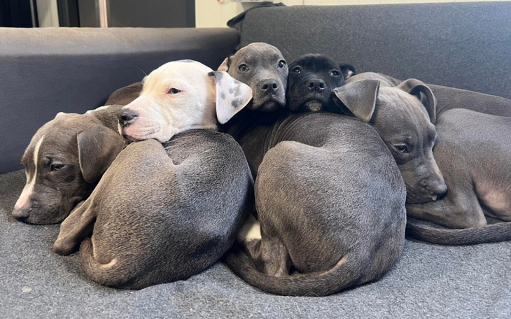 Zbiórka Na walke o życie szczeniąt - zdjęcie główne