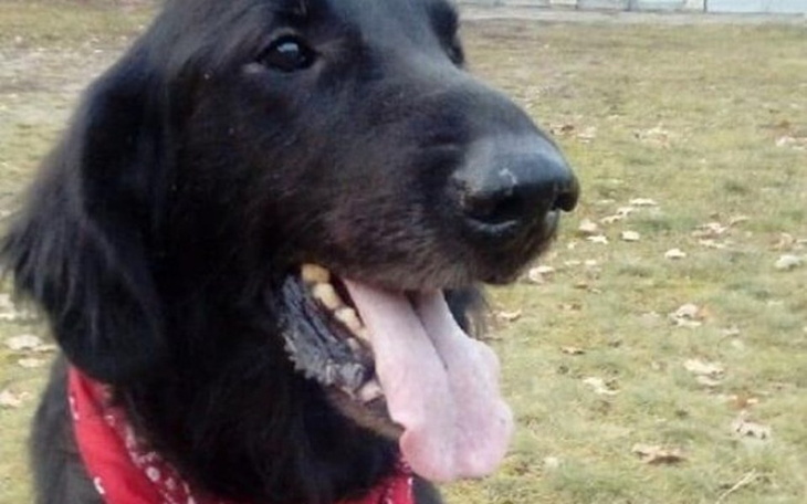 Zbiórka Leczenie pieska Schovee - zdjęcie główne