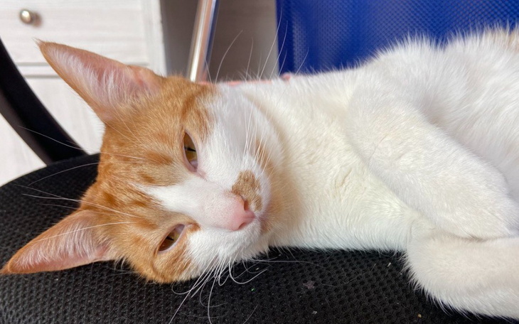 Zbiórka Leczenie Fridy - zdjęcie główne