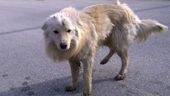 Zbiórka Dik. Taki pies - miniaturka zdjęcia