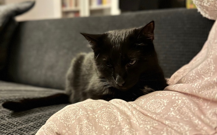 Czarny kot leżący na kanapie.