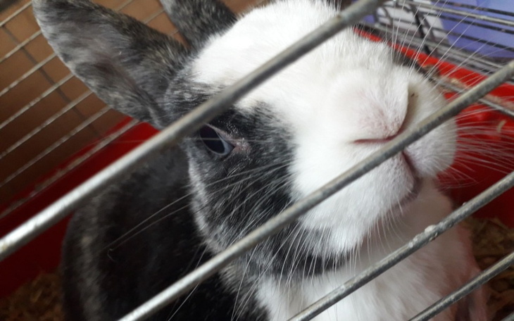 Zbiórka Operacja dla zwierząt - zdjęcie główne