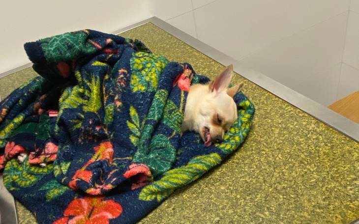 Zbiórka Pomóż Mefiemu z dysplazją - zdjęcie główne