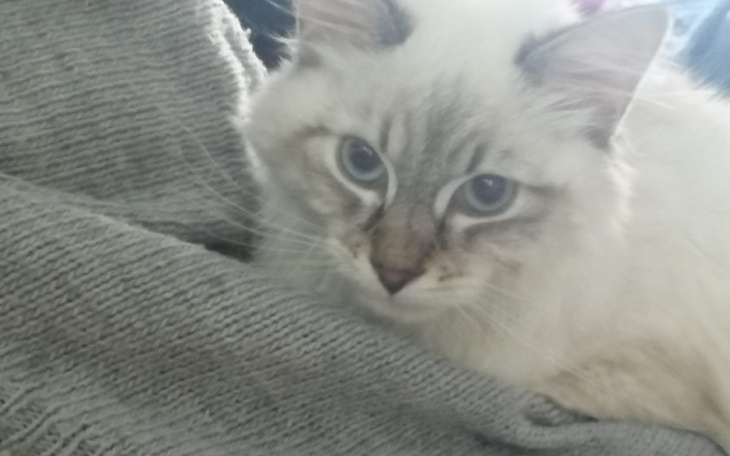 Zbiórka Ratujemy Benneta - zdjęcie główne