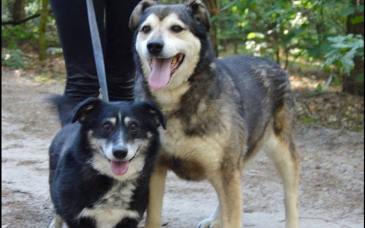 Zbiórka Nie rozdzielajmy staruszków - zdjęcie główne