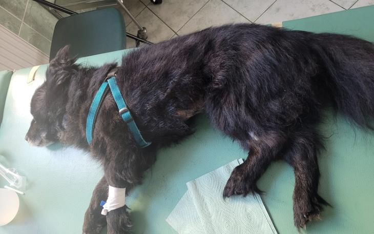 Zbiórka Snupi tak bardzo chce żyć... - zdjęcie główne