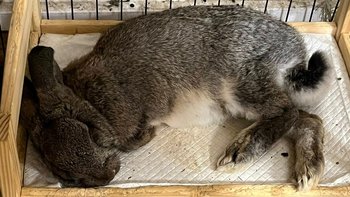 Zbiórka Leczenie Uszatych Dzieci! - miniaturka zdjęcia