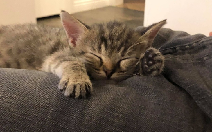 Zbiórka Walczymy z FIP - zdjęcie główne